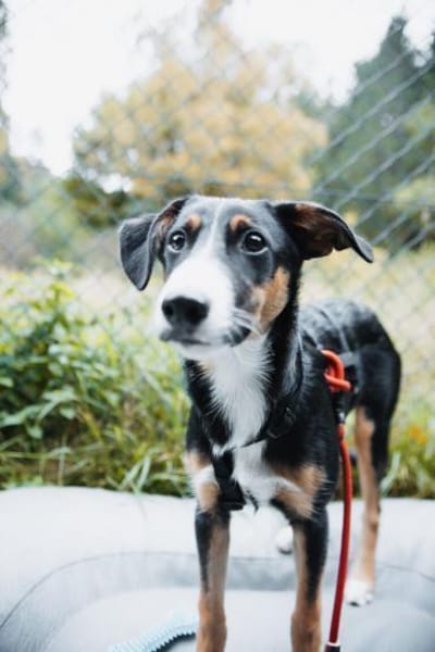 yuki, liebe Junghündin