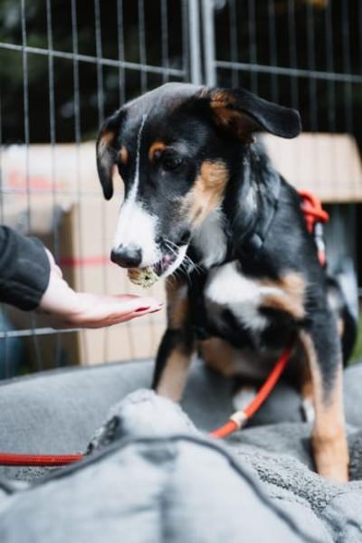 yuki, liebe Junghündin