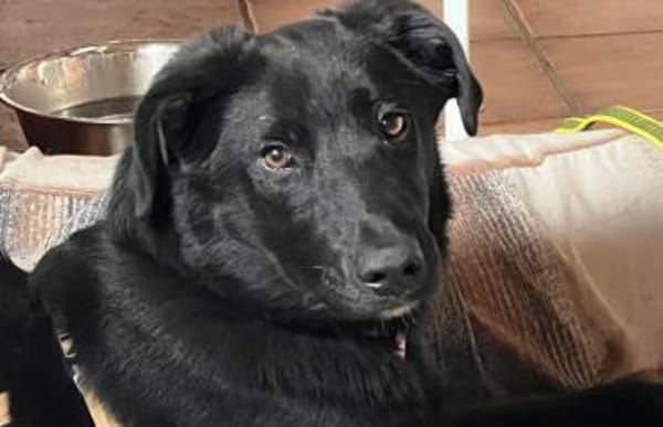 Lieber, schmusiger Coro