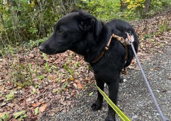 Lieber, schmusiger Coro