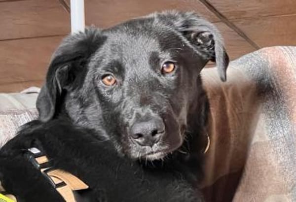 Lieber, schmusiger Coro