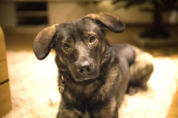 Bruno - der liebevolle Beschützer