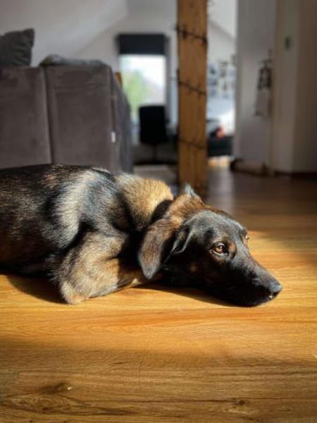 Bruno - der liebevolle Beschützer
