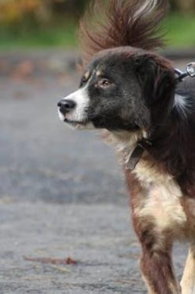 Tayto - zutraulich u. unkompliziert