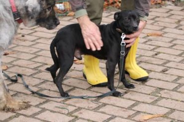 Bonni - kinderlieb u. sehr verspielt