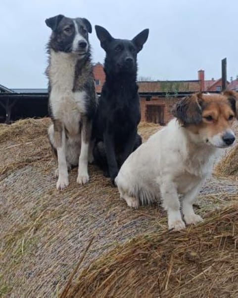 PRECIOUS * feine Familienhündin