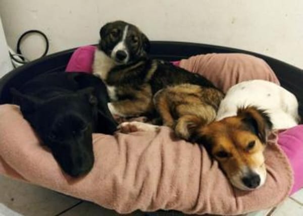 PRECIOUS * feine Familienhündin