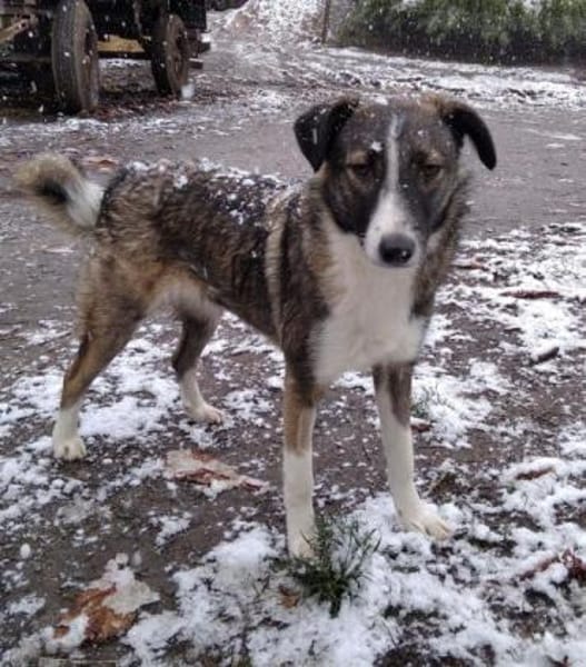 PRECIOUS * feine Familienhündin