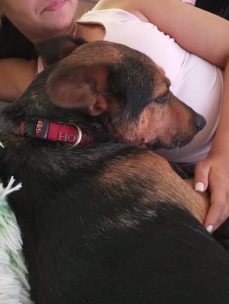 Tulma1 sucht ein Zuhause/Pflegestelle