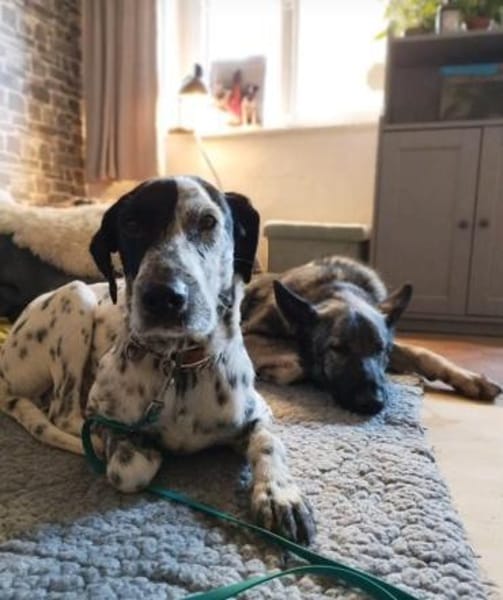 Bronco2 sucht einen Gnadenplatz