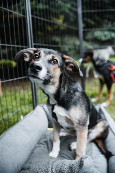 Joshi, lieber Junghund