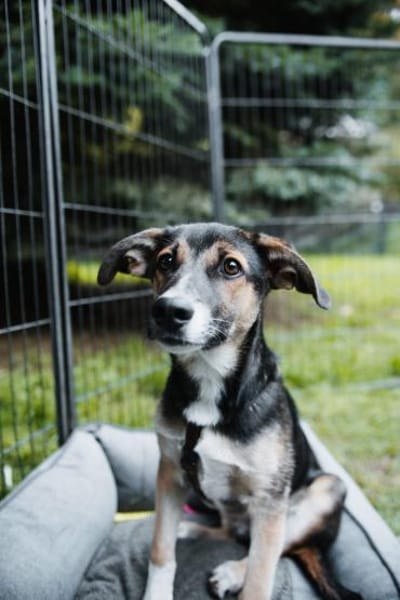 Joshi, lieber Junghund