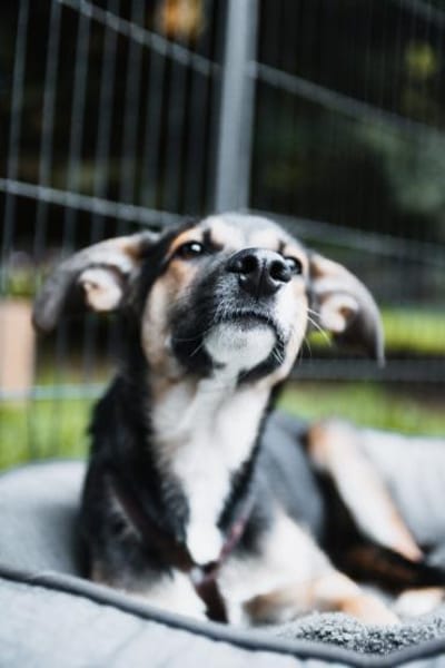 Joshi, lieber Junghund