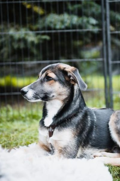 Joshi, lieber Junghund