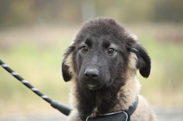 Gela sucht ihr Glück...