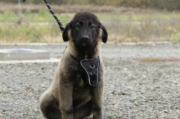 Gela sucht ihr Glück...