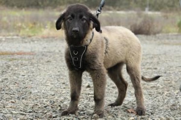 Gela sucht ihr Glück...