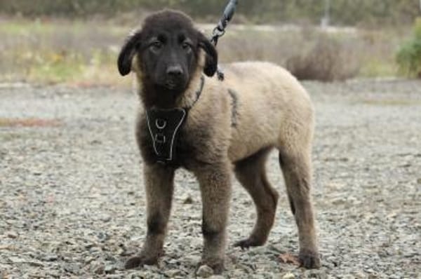 Gela sucht ihr Glück...