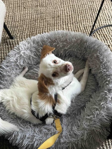 kleines Energiebündel, Foxy, 38cm,6kg