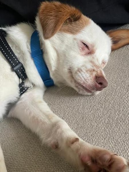 kleines Energiebündel, Foxy, 38cm,6kg