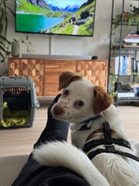 kleines Energiebündel, Foxy, 38cm,6kg