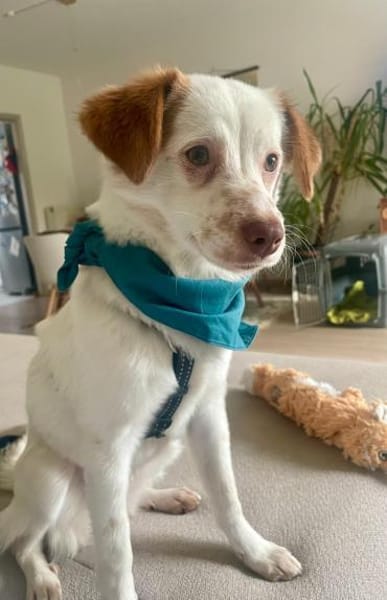 kleines Energiebündel, Foxy, 38cm,6kg