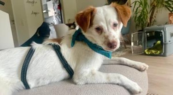 kleines Energiebündel, Foxy, 38cm,6kg