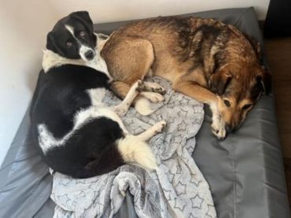 HERA -Sanfte, neugierige Seele-