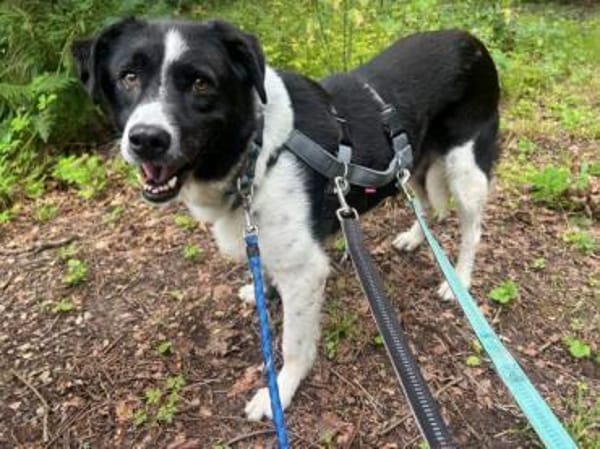 HERA -Sanfte, neugierige Seele-