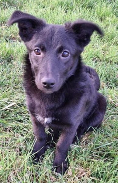 MINCHEN -ideale Familienhündin-