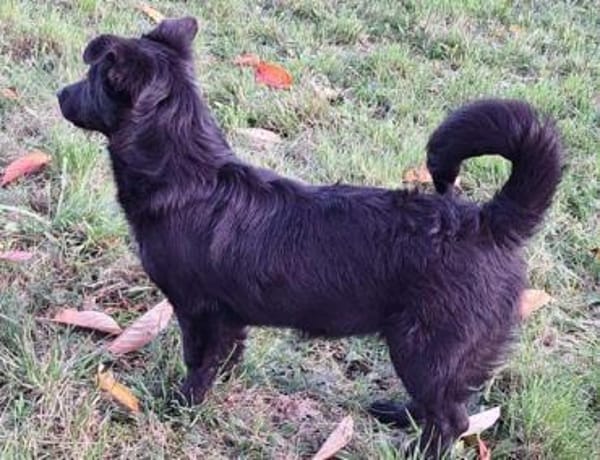 MINCHEN -ideale Familienhündin-