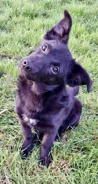 MINCHEN -ideale Familienhündin-