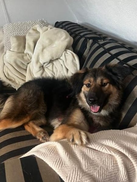 Verschmuste Cookie auf PS bei Augsburg