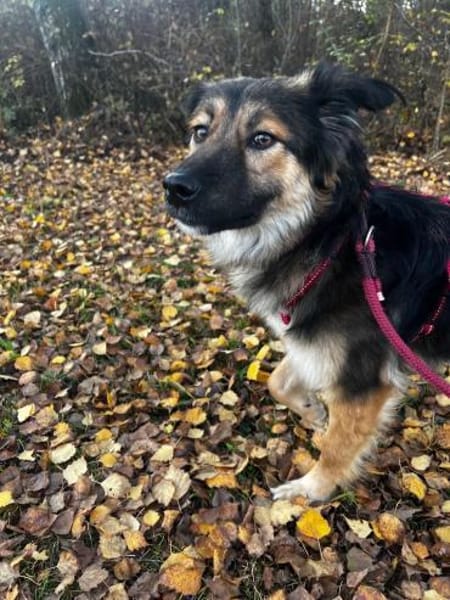 Verschmuste Cookie auf PS bei Augsburg