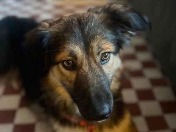 Verschmuste Cookie auf PS bei Augsburg
