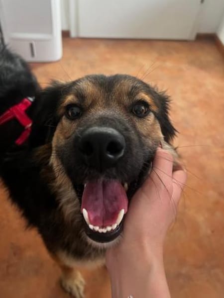 Verschmuste Cookie auf PS bei Augsburg