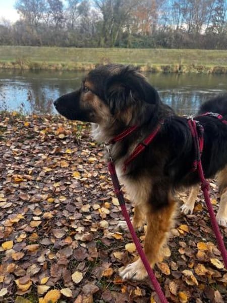 Verschmuste Cookie auf PS bei Augsburg