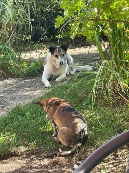 SMARTIE * ruhiger Typ s Vertrauensmensch