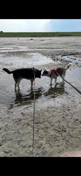 SMARTIE * ruhiger Typ s Vertrauensmensch