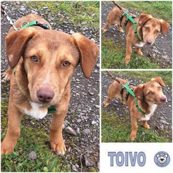 TOIVO -unkompliziert & verschmust-