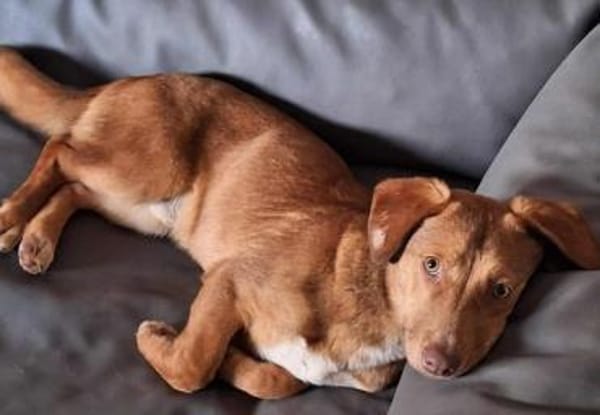 TOIVO -unkompliziert & verschmust-