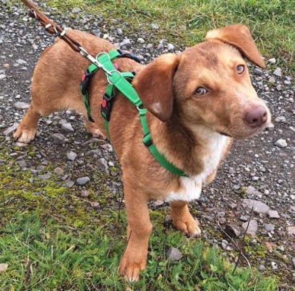 TOIVO -unkompliziert & verschmust-