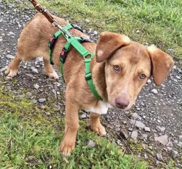 TOIVO -unkompliziert & verschmust-