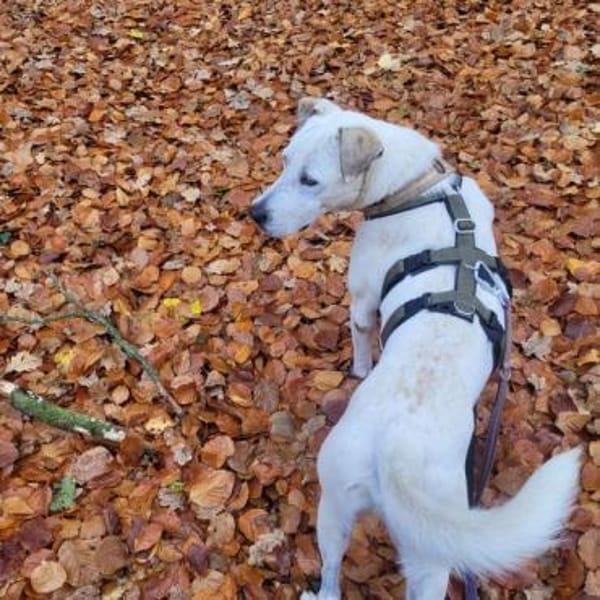 Schöner Cosmo sucht sein Zuhause!