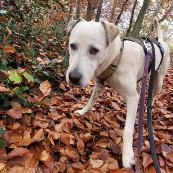 Schöner Cosmo sucht sein Zuhause!