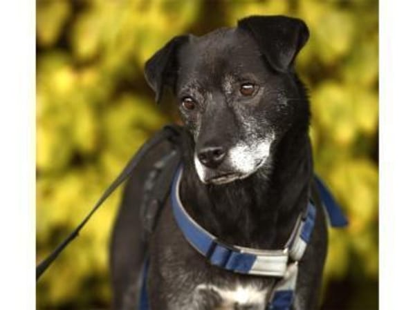 Navara - wartet in 25485 Hemdingen