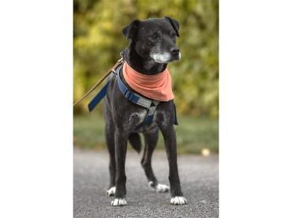 Navara - wartet in 25485 Hemdingen