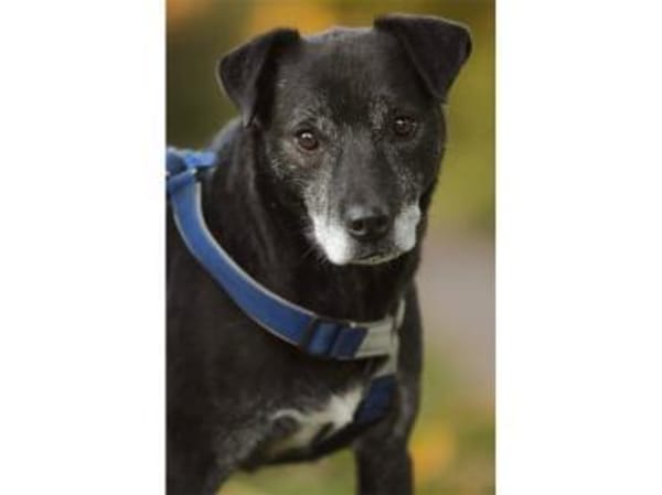 Navara - wartet in 25485 Hemdingen