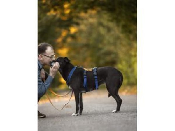 Navara - wartet in 25485 Hemdingen