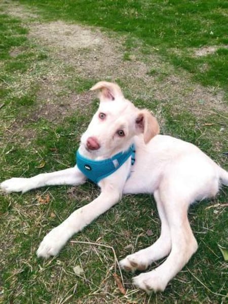 Viktoria sucht ein Zuhause